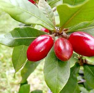 Fruta-do-milagre tem substância que "mascara" a acidez e requer cautela