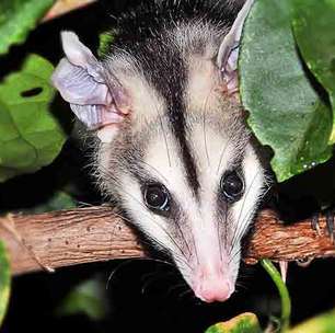 Saruê surpreende como aliado do ecossistema urbano brasileiro