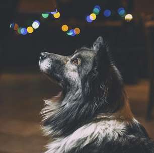 Como proteger os pets do barulho dos fogos de artifício