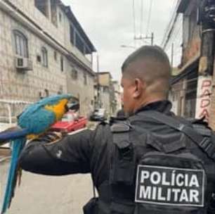 PM resgata arara-canindé durante operação na Vila Kennedy