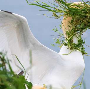 Comédia da vida selvagem: os ganhadores do prêmio com as fotos de animais mais divertidas de 2025