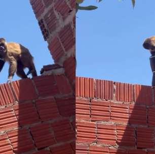 Macaquinho deixa moradora sem café da manhã após 'furtar' cafeteira no Rio Grande do Norte