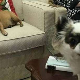 Antes de morrer, escritora deixou quatro apartamentos para suas duas cachorras