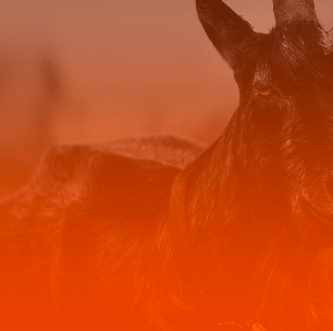 Mês de Capricórnio: descubra como aproveitar esse período