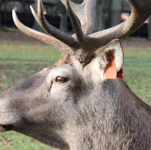 Consumo de carne de veado cresce no Reino Unido como alternativa sustentável à bovina