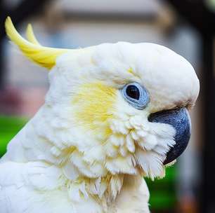 Sociáveis e encantadoras, cacatuas se destacam pelo barulho