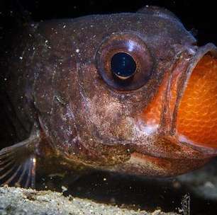 As melhores fotografias da natureza de 2025