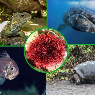 Longevos! Veja os animais que vivem mais tempo