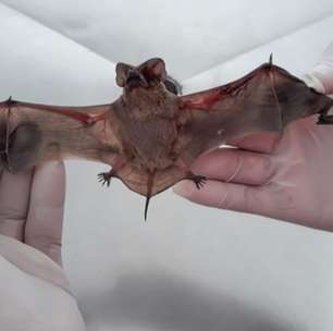 Saúde de Mogi orienta sobre vacinação antirrábica e alerta para riscos da raiva humana