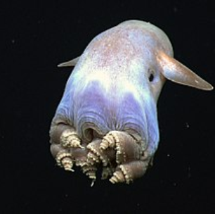 Polvo dumbo: mistério das profundezas