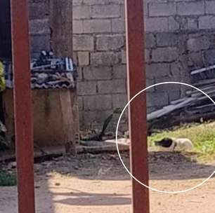 Mulher pede socorro para resgatar cachorro em situação de maus-tratos em São Roque