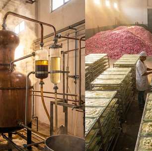 Toneladas de pétalas para um litro de essência e meses de maturação: é assim que a arte da perfumaria cria as fragrâncias mais desejadas