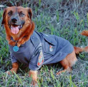 Vira-lata que entrou em batalhão da PM para fugir de chuva vira fenômeno nas redes