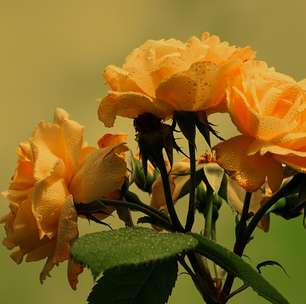 Pesquisa atesta que rosas não têm espinhos; saiba o que espeta a gente