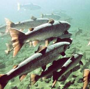 25 avanços reais de 2025 que dão motivos científicos para acreditar num futuro melhor