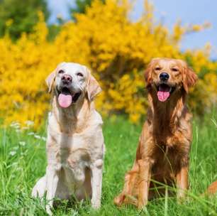 Cachorros de grande porte: 7 curiosidades que você precisa conhecer