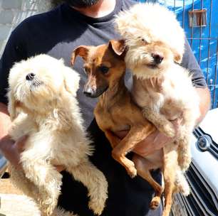 Secretaria de Meio Ambiente de Suzano resgata três cães em situação de maus-tratos