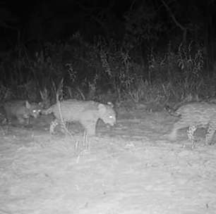 Nascimento de onças-pardas trigêmeas reforça esperança na conservação da Mata Atlântica