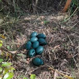 Ninho de ave sob risco de extinção é descoberto com vários ovos azuis