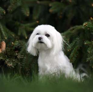 Dose de fofura: 7 raças de cachorro pequenas e brancas