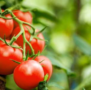 Tomate: como ele pode potencializar os seus treinos