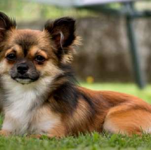 Chihuahua: coragem, energia e muita lealdade