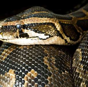 Jiboia emite 'voz individual' quando fica diante de predadores