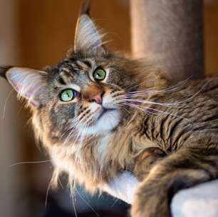 Gatos curiosos: 7 raças que adoram explorar