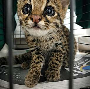 Filhote de Leopardus Guttulus recebe atendimento após resgate em rodovia no RS