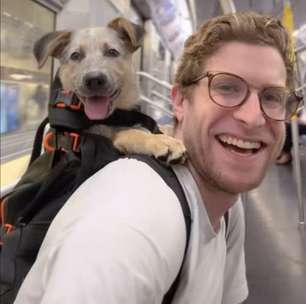 Influenciador passeia com cães de abrigo por Nova York e incentiva doações