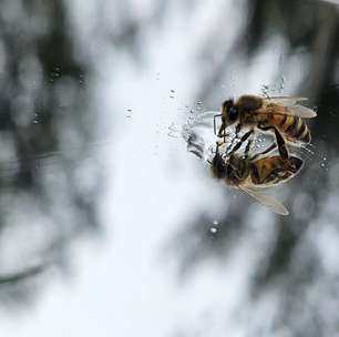 Abelhas podem ser usadas como modelo de vida alienígena inteligente para desenvolvimento da comunicação interestelar