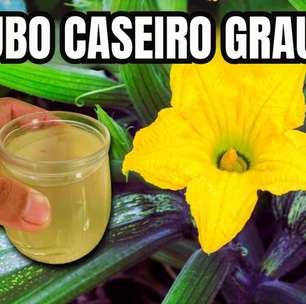 Adubo caseiro para plantas: a melhor forma natural e econômica de deixar seu jardim sempre forte e bonito