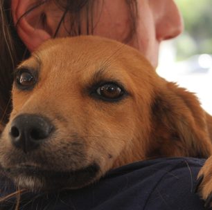 Poá abre inscrições para curso de banho e tosa oferecido pelo programa Caminho da Capacitação