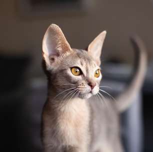 5 raças de gatos curiosas para quem gosta de felinos ativos e exploradores