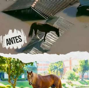 Cavalo Caramelo vira influenciador digital e ultrapassa 100 mil seguidores no Instagram