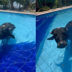 Búfalo é flagrado entrando em piscina para se refrescar em dia quente