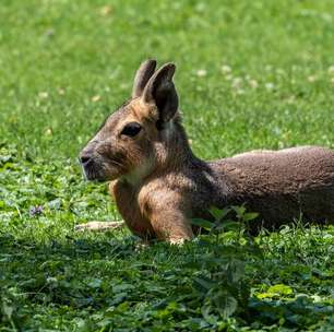 Mara: o segredo da lebre gigante que só existe na Argentina