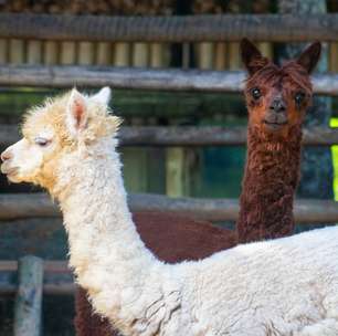 BioParque do Rio recebe casal de alpacas e abre votação para escolher os nomes