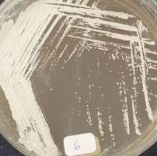 Presidente da Embrapa Redesenha as Finanças do Órgão para Manter a Soberania do Agro