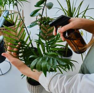 6 dicas para o cuidado com flores e plantas em dias quentes