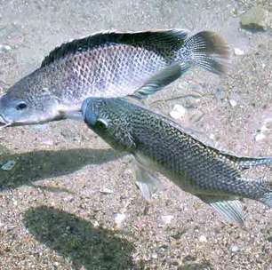 A ameaça das tilápias no Brasil; espécie invasora de água doce se adaptou no mar