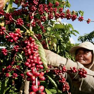 Exportação de café do Brasil cai em 2025, mas bate recorde em receita