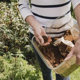Essas são as plantas que mais gostam de borra de café: crescem rápido, ficam mais fortes e bonitas
