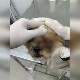 Mulher é presa em Sorocaba após denúncia grave de maus-tratos