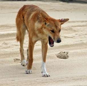 Polícia suspeita de ataque de cães selvagens após 'sinais' em corpo de mulher encontrado em praia da Austrália
