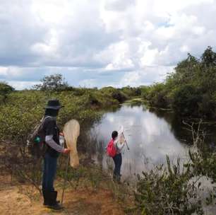 Cientistas revelam novas libélulas; conheça as espécies