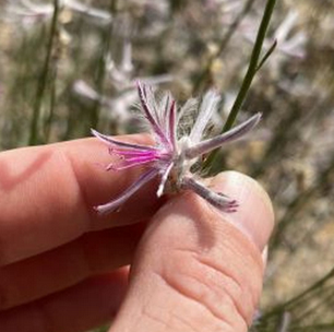 Espécie de planta considerada extinta há quase 60 anos é redescoberta por cientista amador