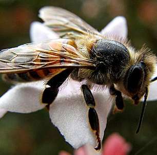 Lei inédita garante direitos às abelhas da Amazônia peruana