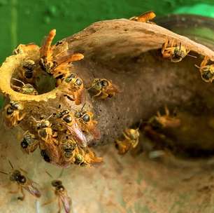 Abelhas sem ferrão ganham direitos legais na Amazônia peruana