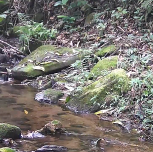 Parque da Serra da Concórdia registra as presenças de uma jaguatirica e do seu filhote